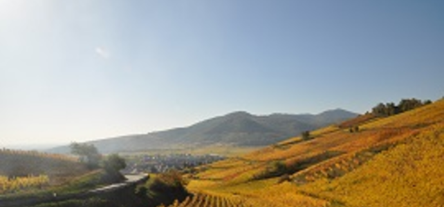 Alsace Honeymoon - Gourmet & Wine Tour - 5 Days - Honeymoon Breaks